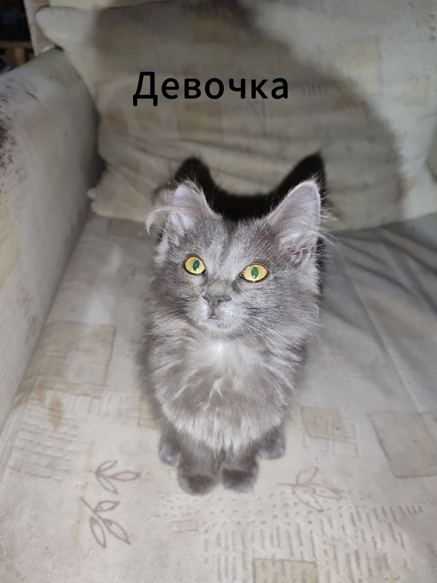 Отдам котят в добрые руки