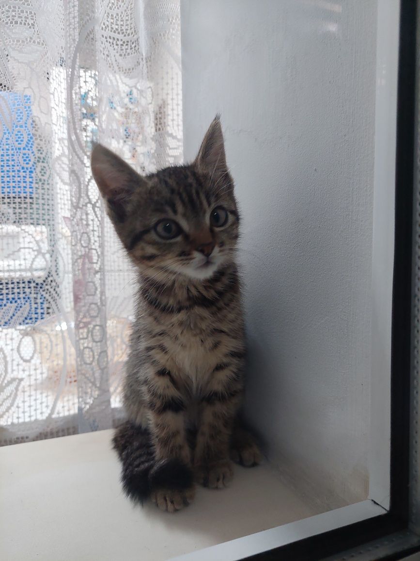 Котята, котик и кошечка