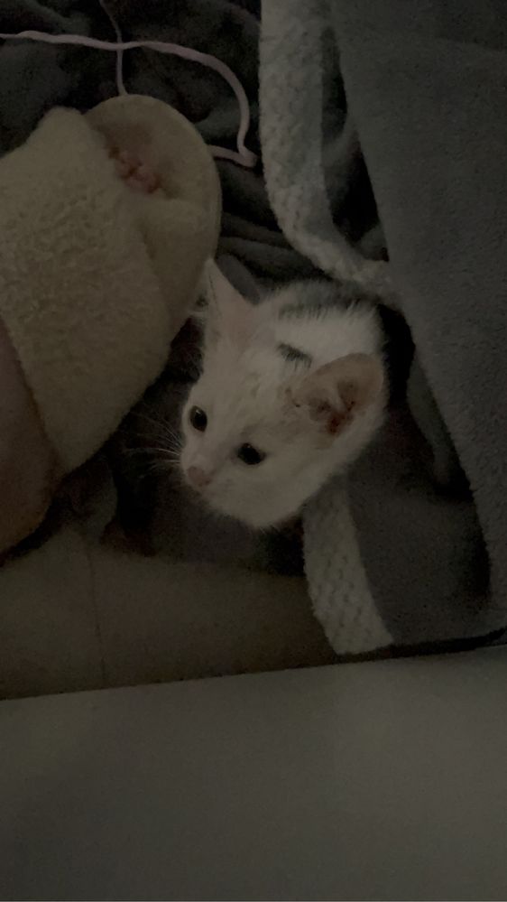СРОЧНО!!!котенок в добрые руки