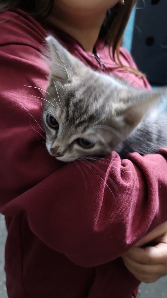 Нашли котёнка возле подьезда.