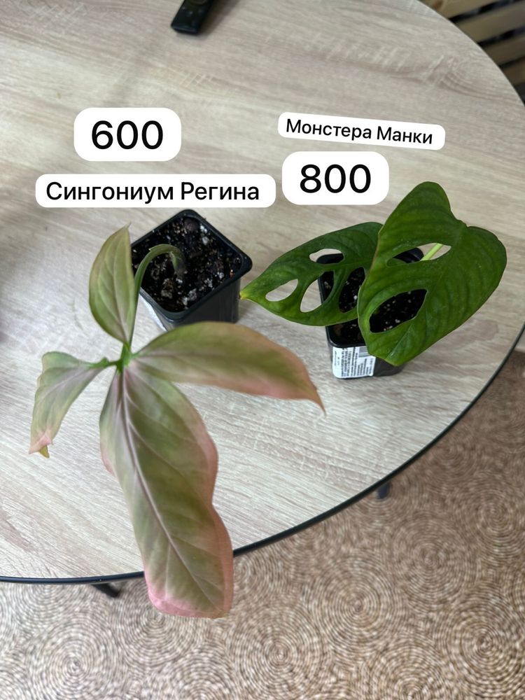 Продам комнатные растения. Доставка бесплатно по городу