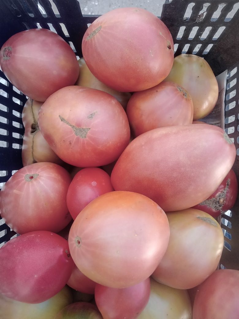 Продам помидоры домашние