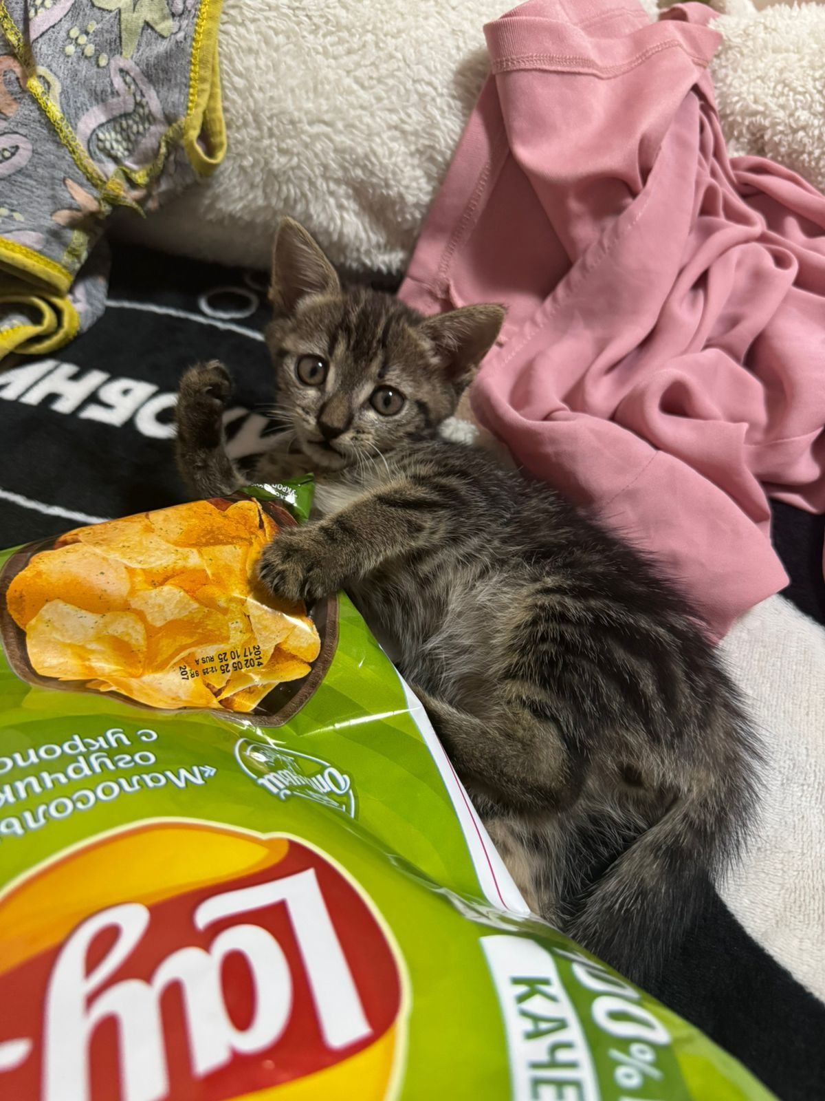 Котята мальчики от крысоловки
