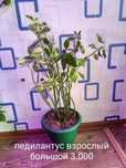 Продам комнатные растения