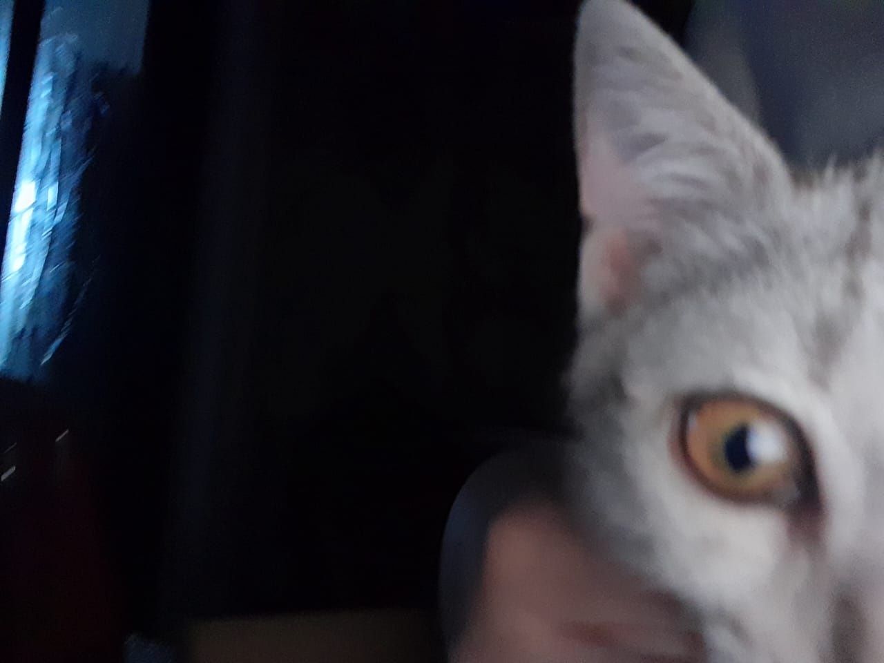 Бесплатно котенок