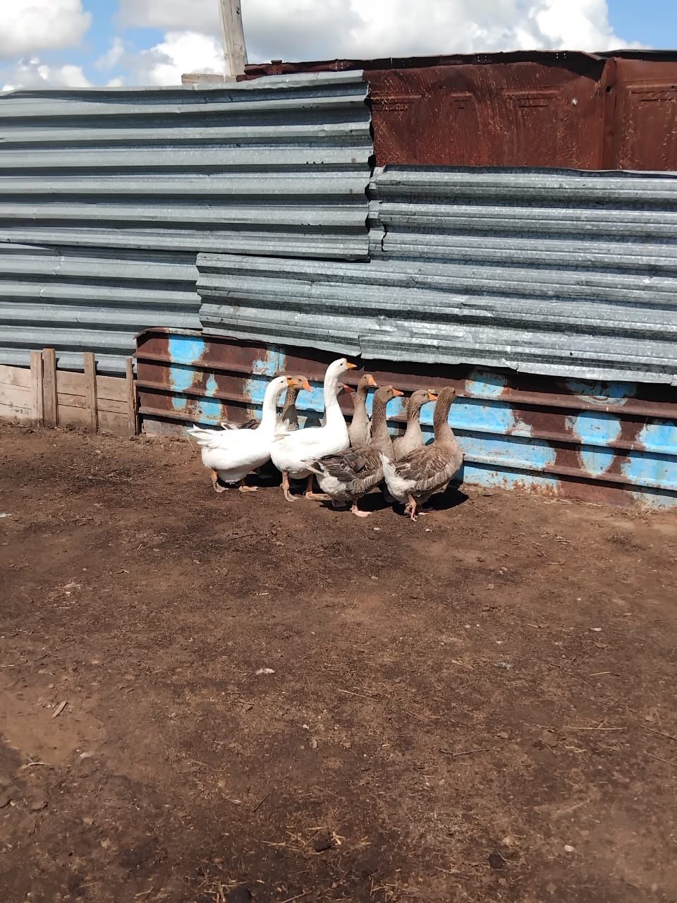 Продам гусей живем