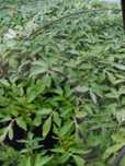 Продам помидорную рассаду .70 тенге один корень