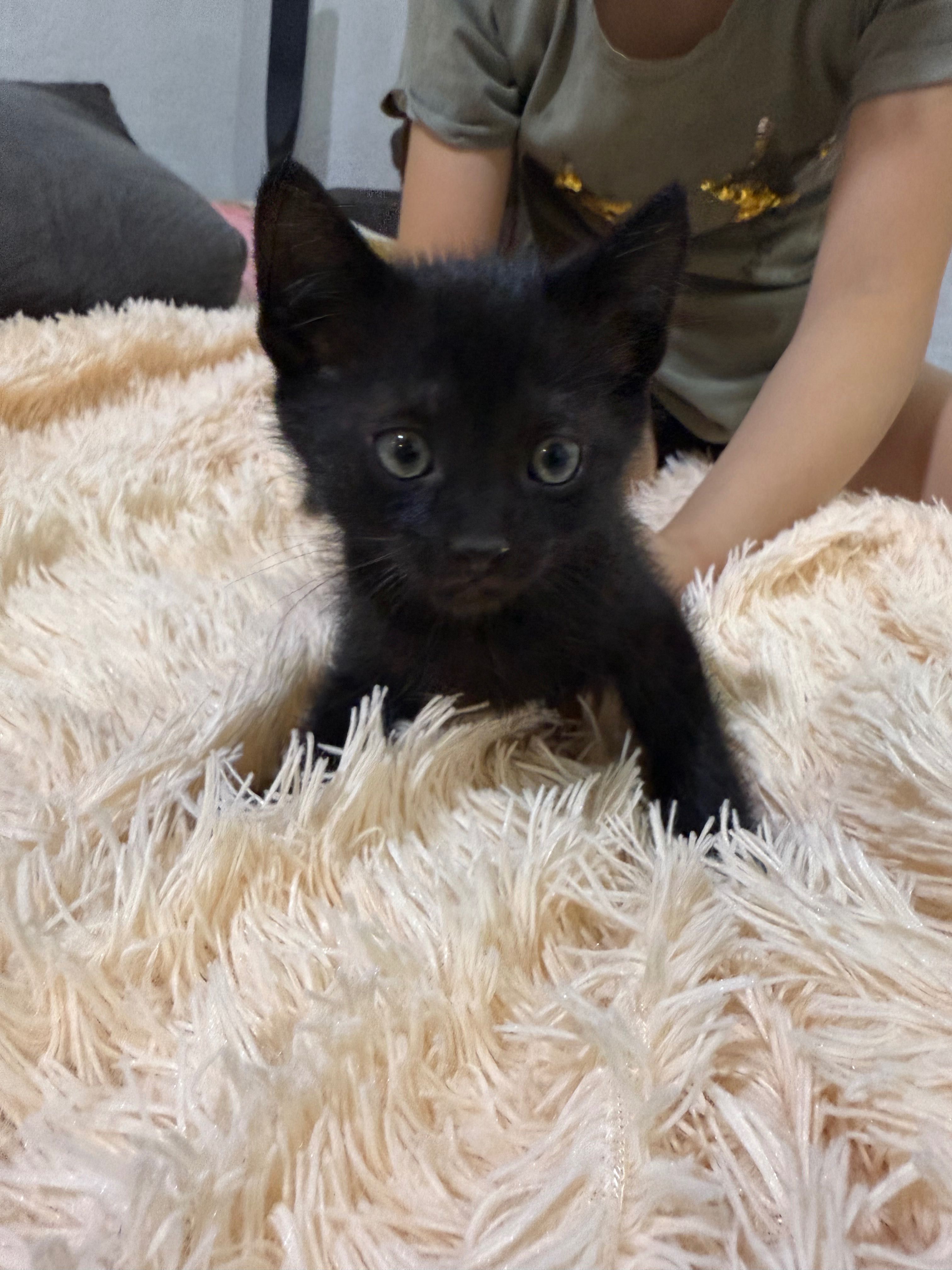 Отдам котят в добрые руки