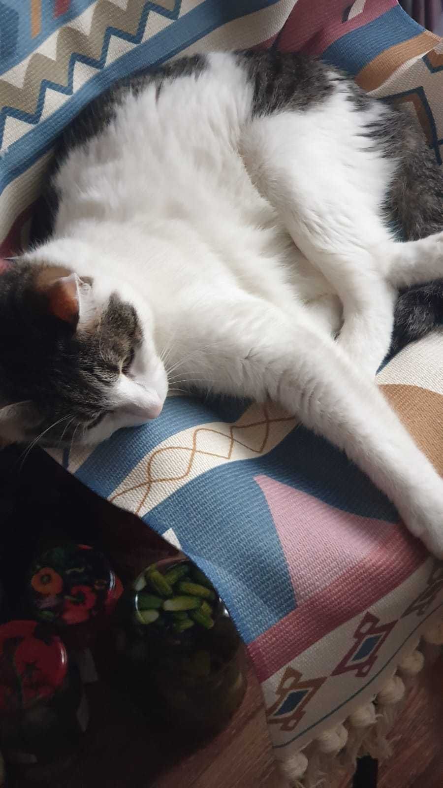 Отдам кота в хорошие руки