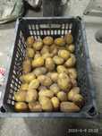 Продам семенной картофель
