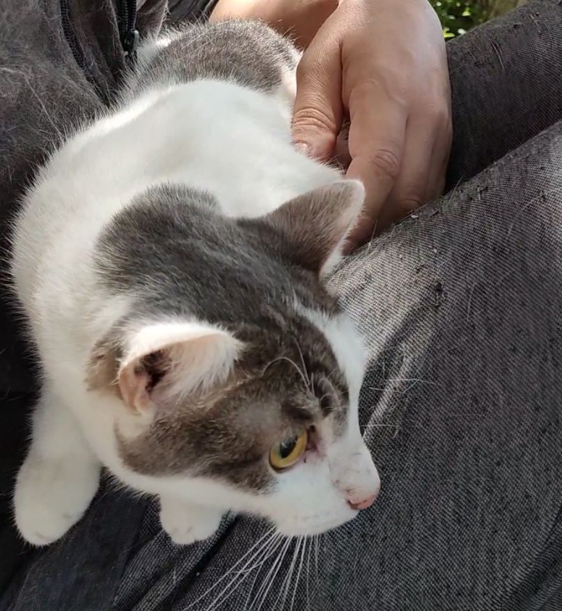 Кот, подросток, очень нежный
