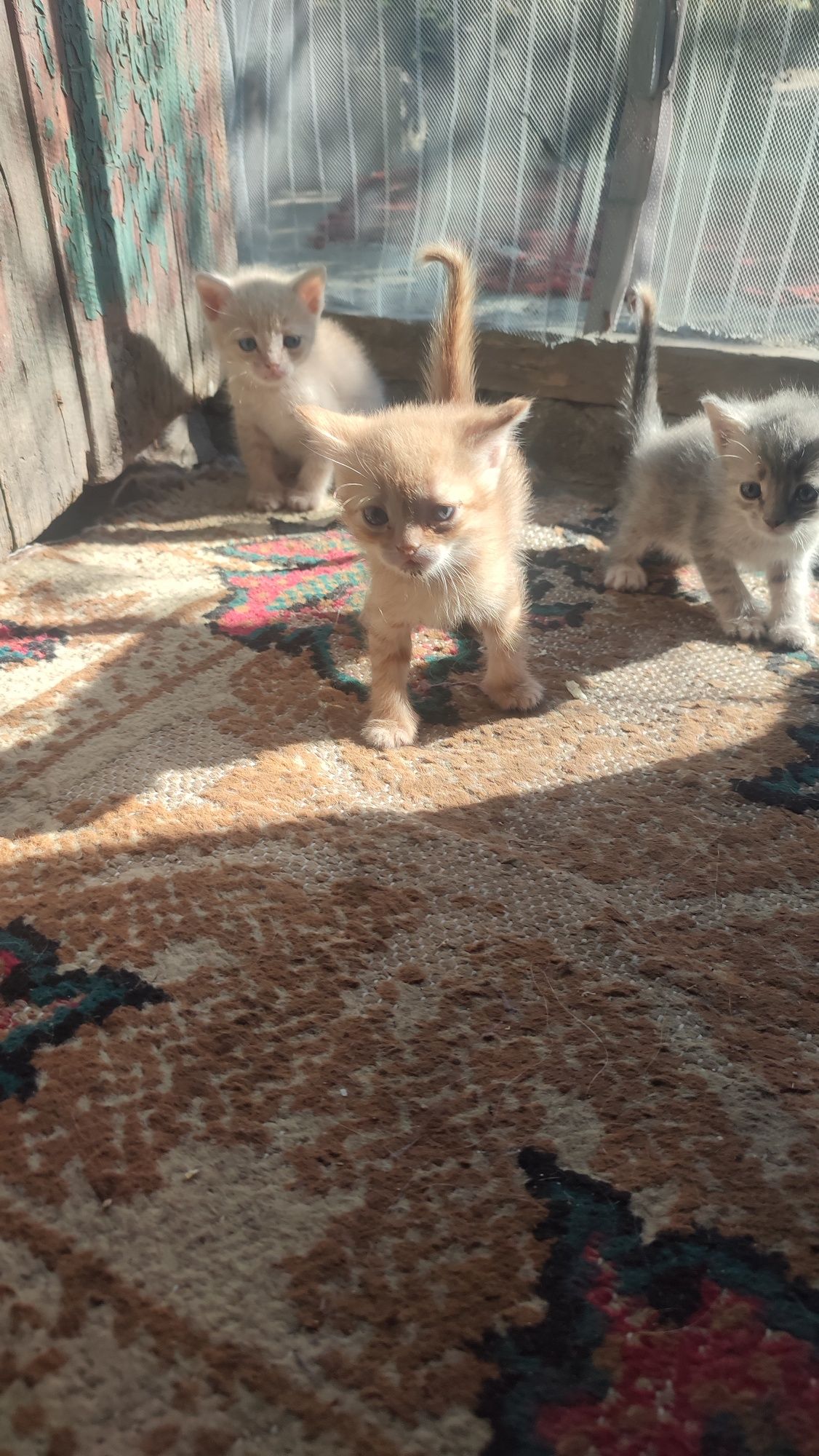 Котята даром пью молоко