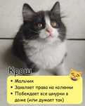 Котенок ищет дом!