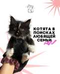 котенок в любящую семью