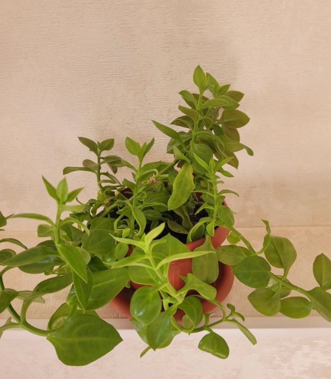 Продам китайскую розу