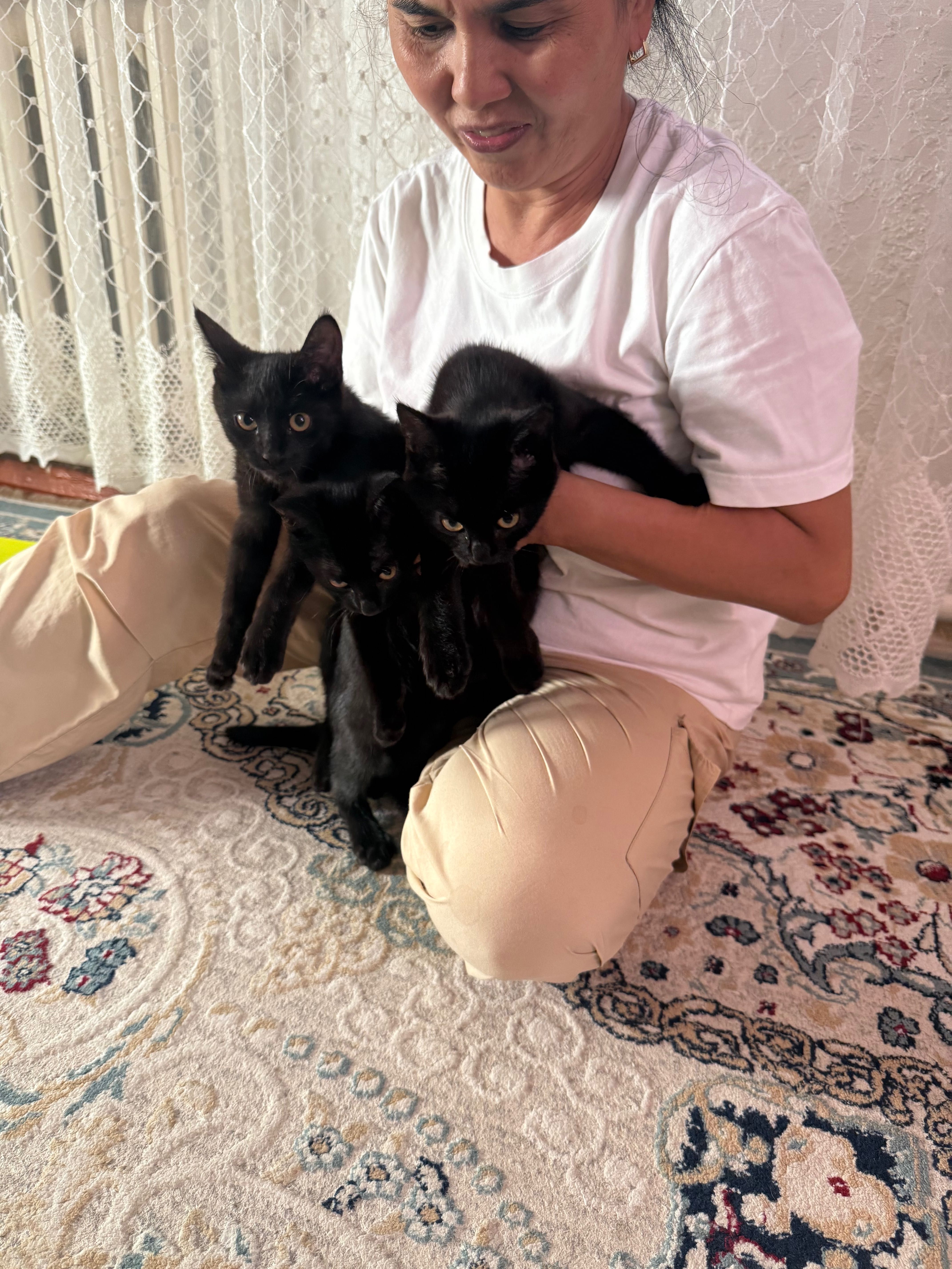 Кошки  девочка и мальчик