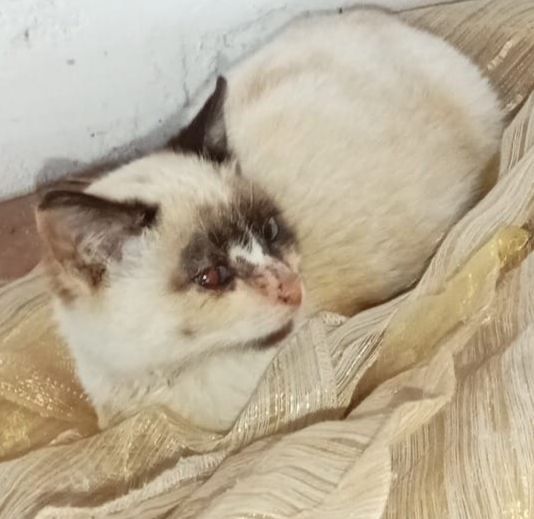 Кошечка в добрые руки