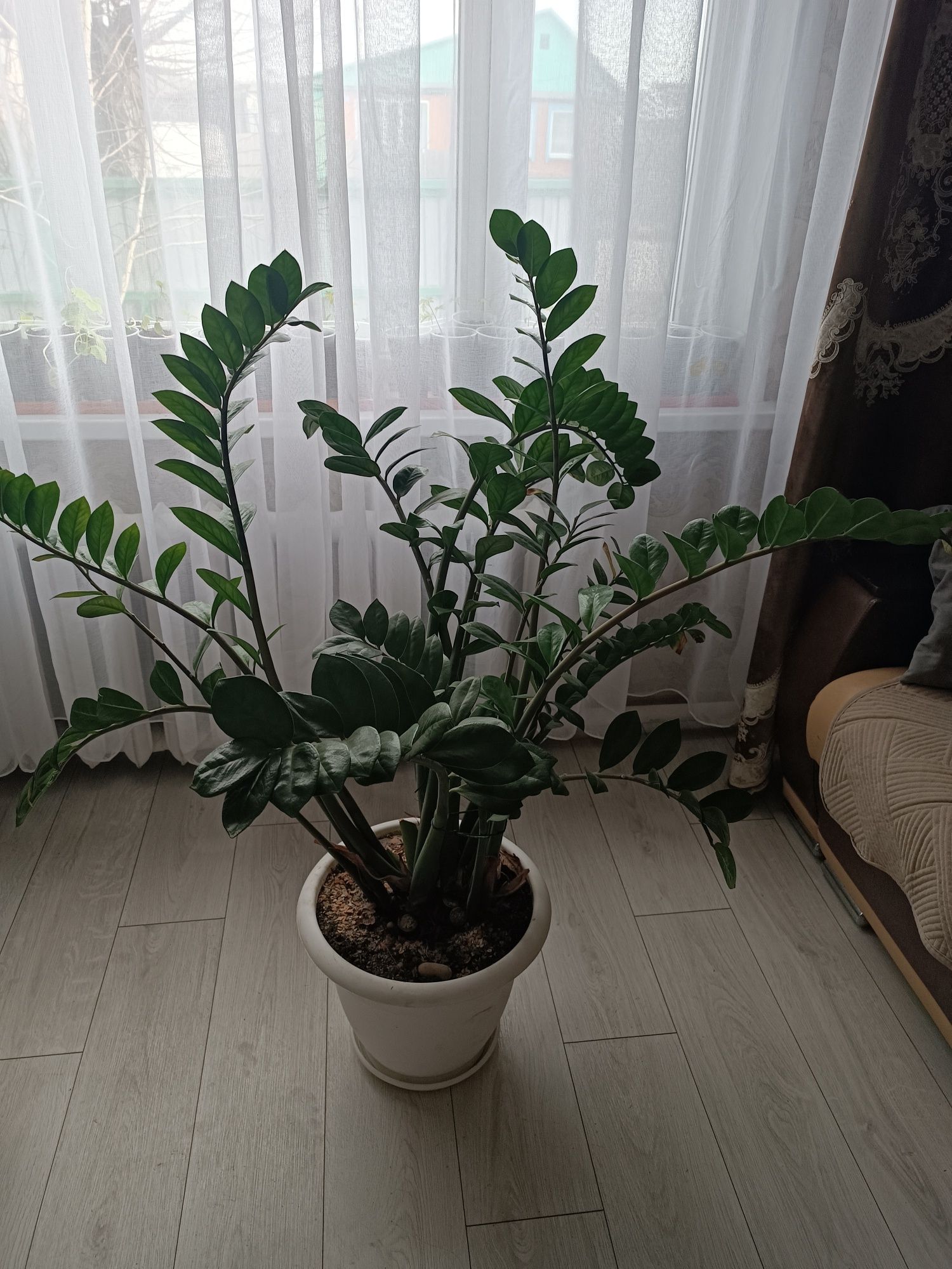 Замиокулькас , долларовое дерево