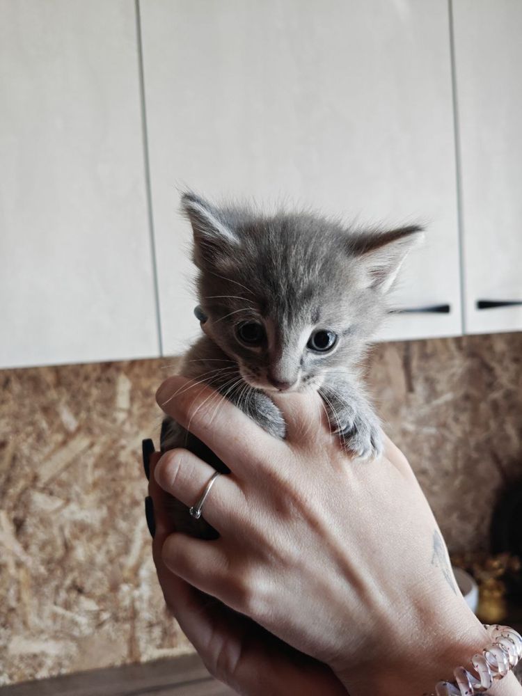 Отдам котят в добрые руки. Бесплатно