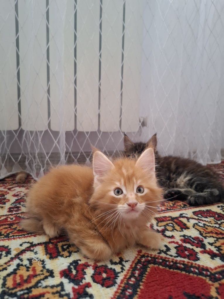 Продам котят породы мейн кун