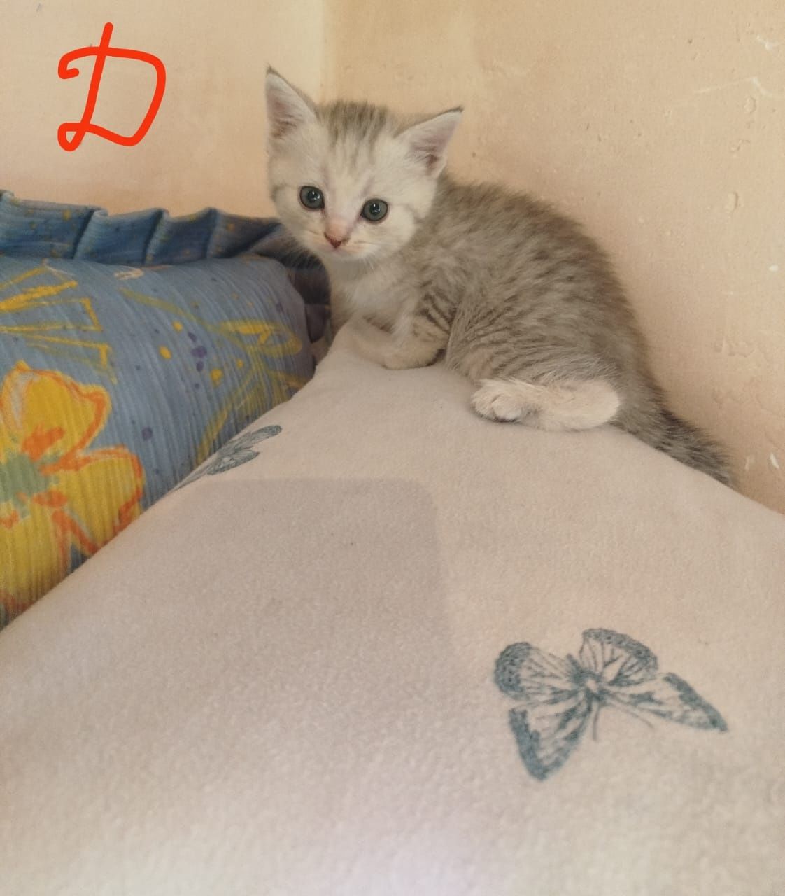 Котята от вислоухой кошки.
