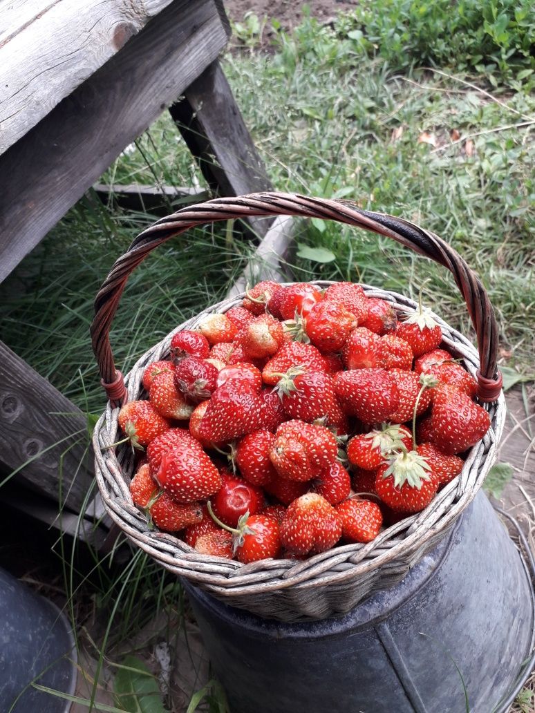 Продам саженцы виктории
