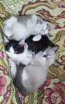 Котята,1 сиамский,2 обычных