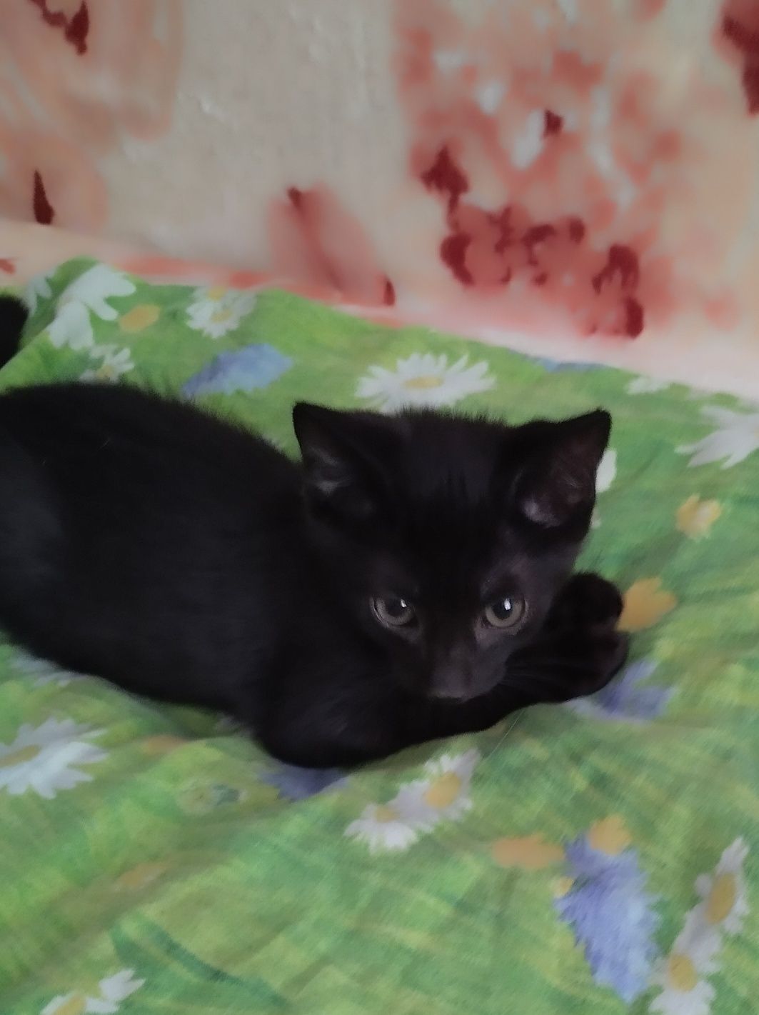 Котенок чисто черного окраса