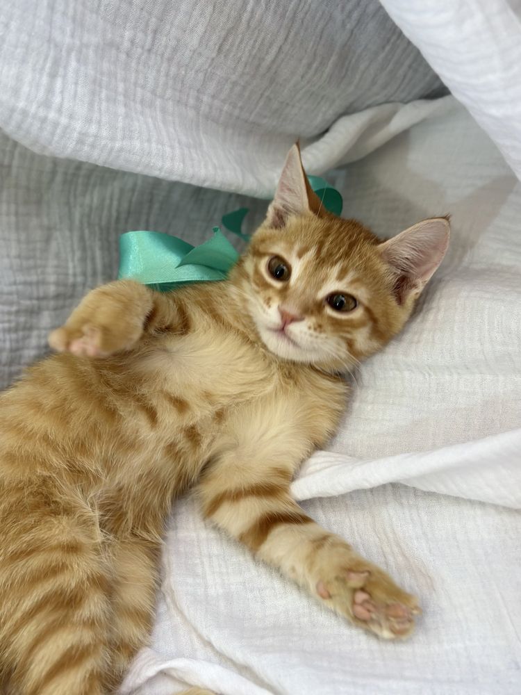 Котенки мальчики, 2 послушных красавца