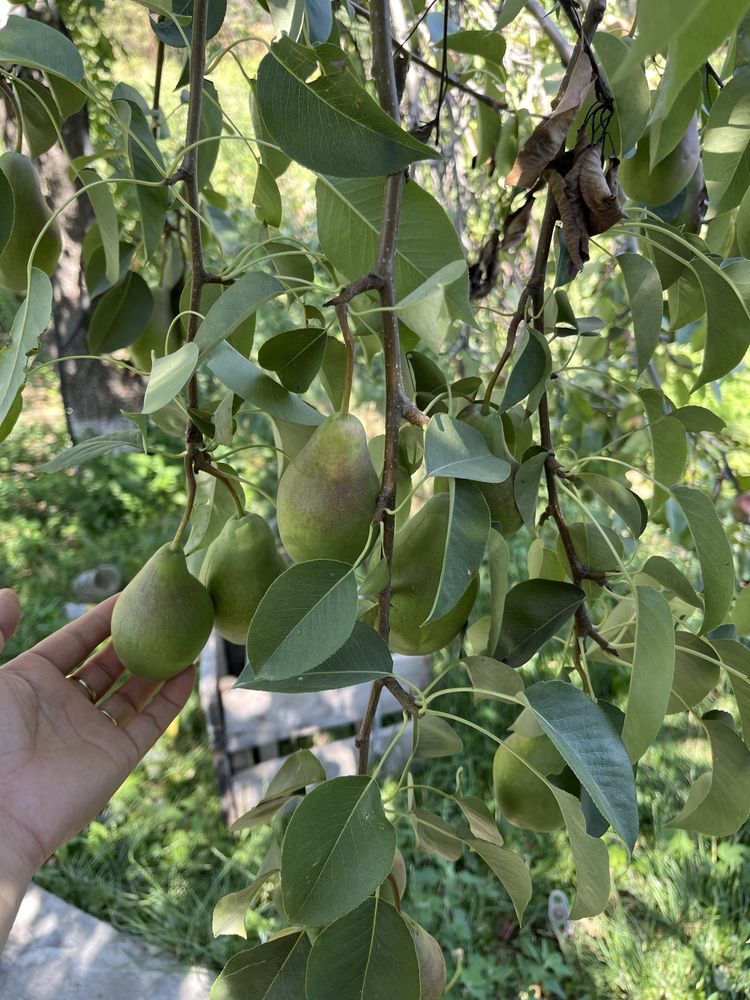 Срочно продам дачу 20 сот