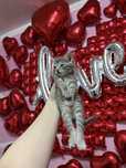 Котенок девочкаа