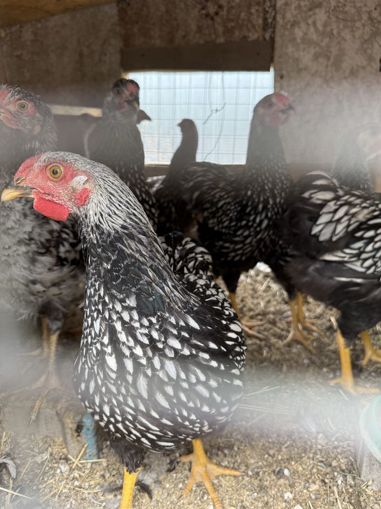 Продам молодых петухов Виандот серебристый