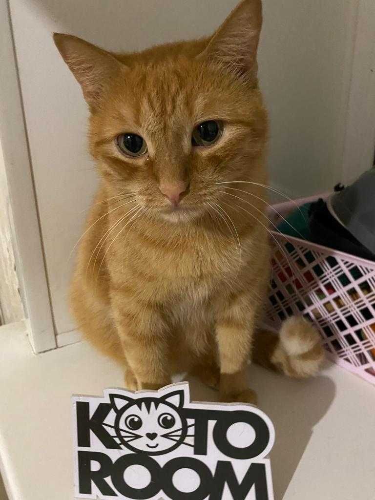 Стерилизованная кошечка Бренда, возраст 5 лет ищет дом
