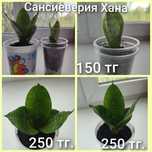Продам комнатное растение