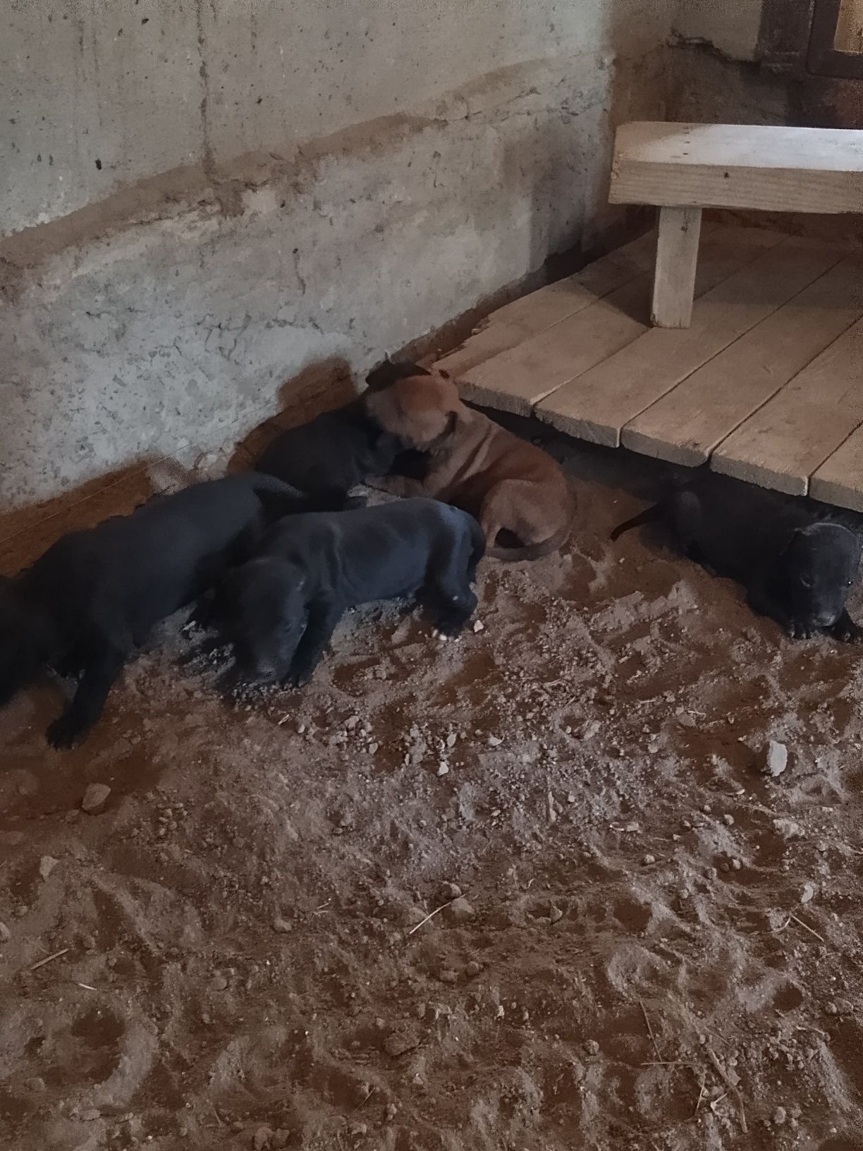 Продам щенков питбуля РР