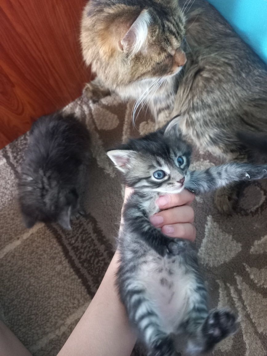ЗА  ШОКОЛАДКУ котята даром