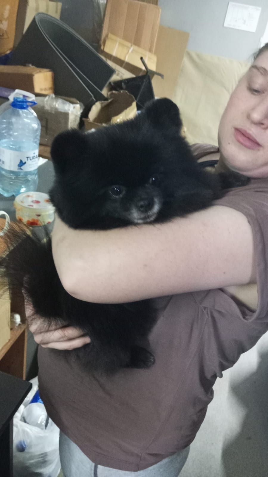 Вязка шпиц померанский