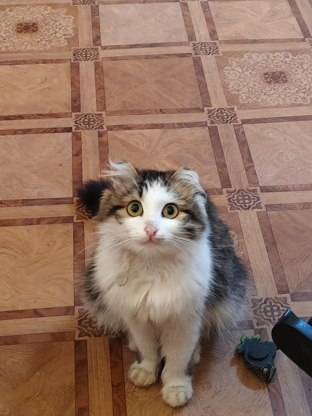 Кошечка в ответственные руки