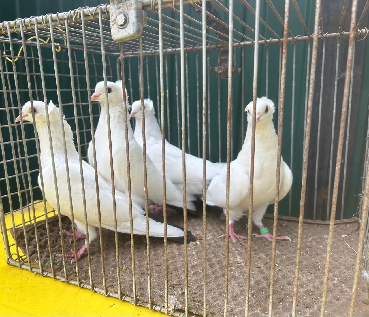 Продам белых голубей на торжество