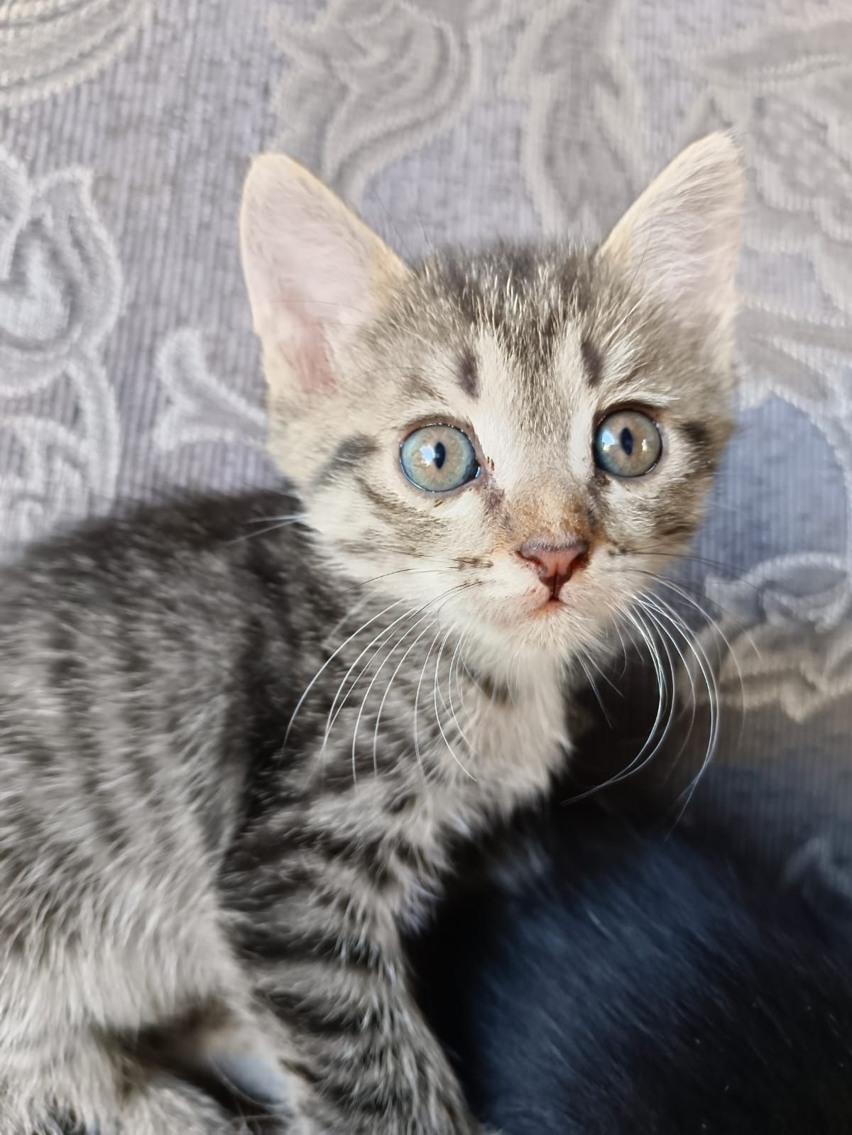 отдам котят с доставкой на дом