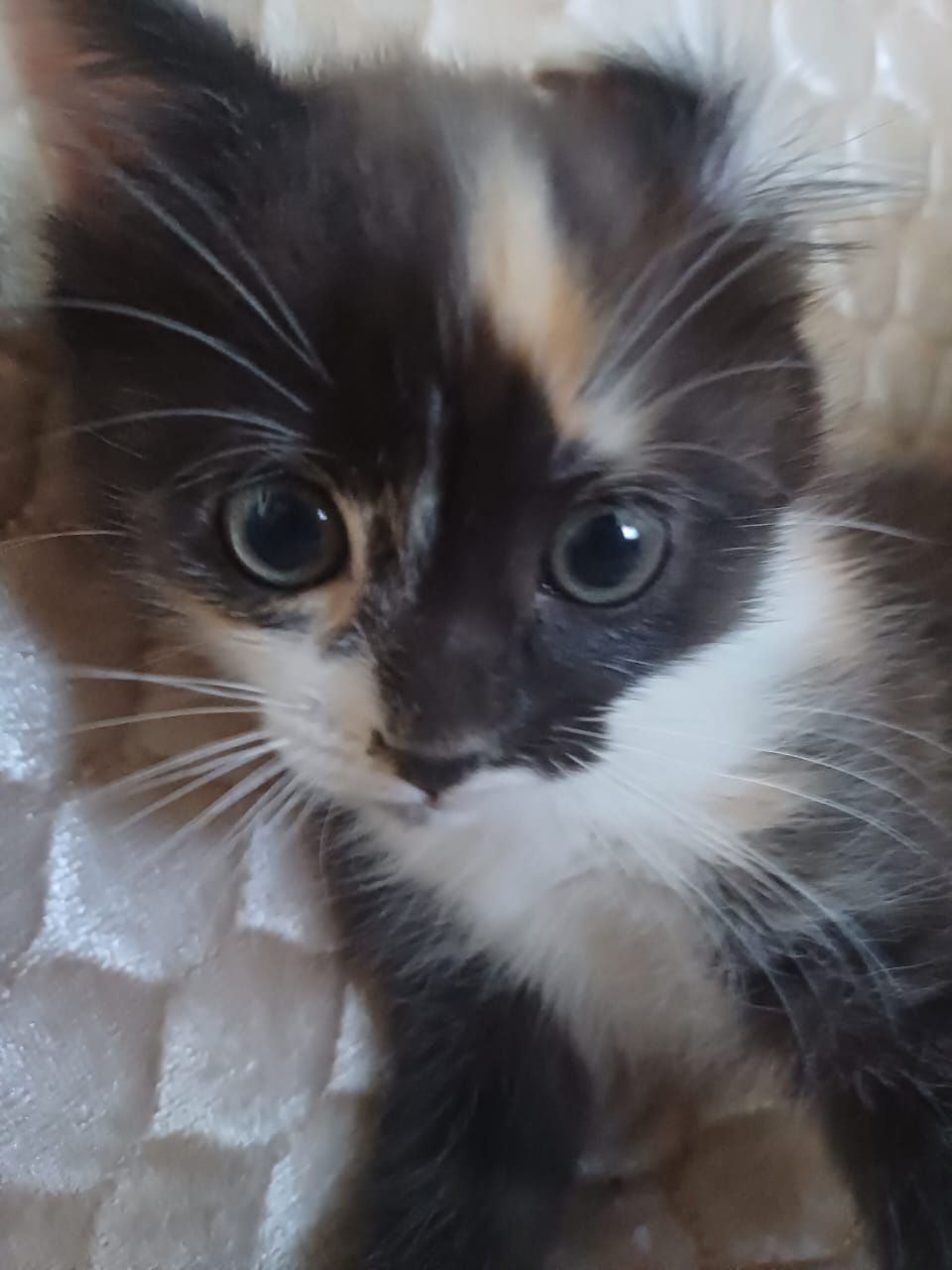 Котята за шоколадку)