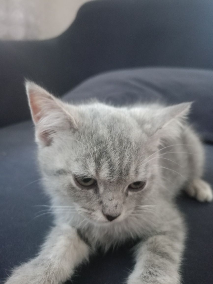 Котята вислоухие