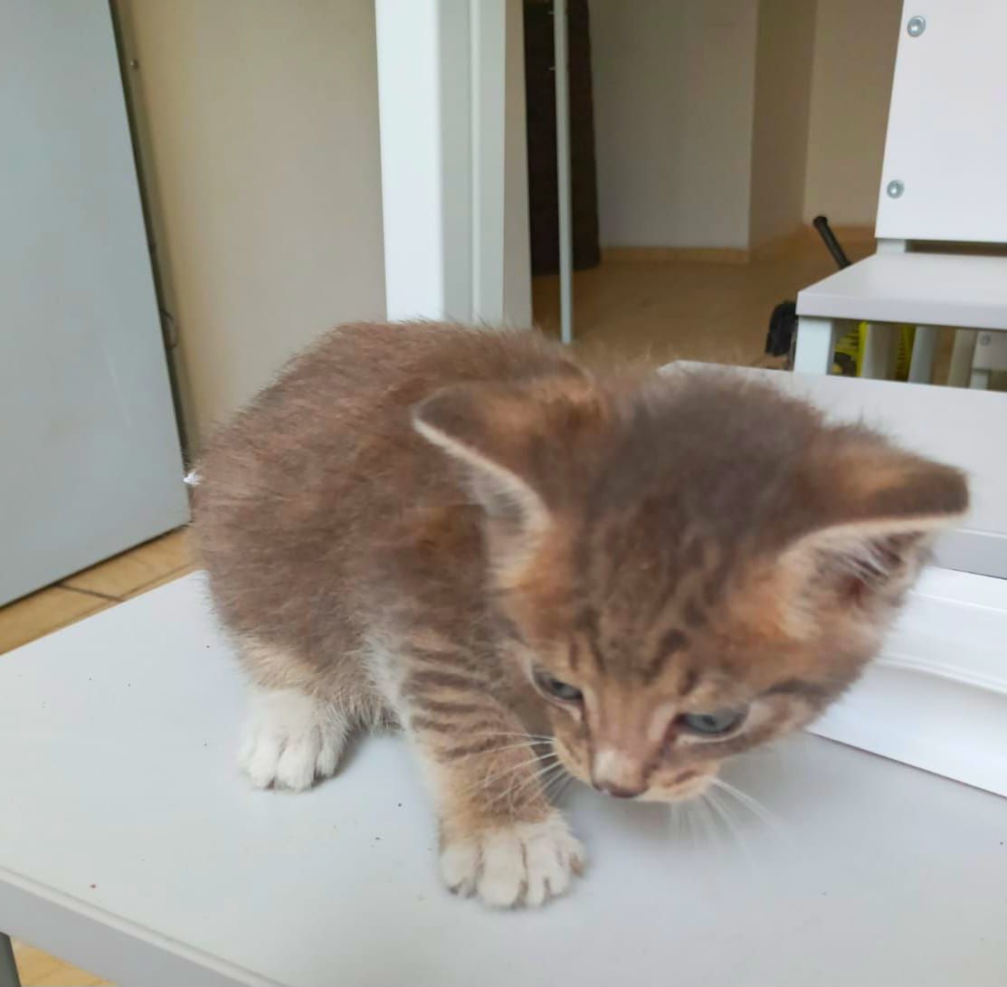 Кошечка с котятами