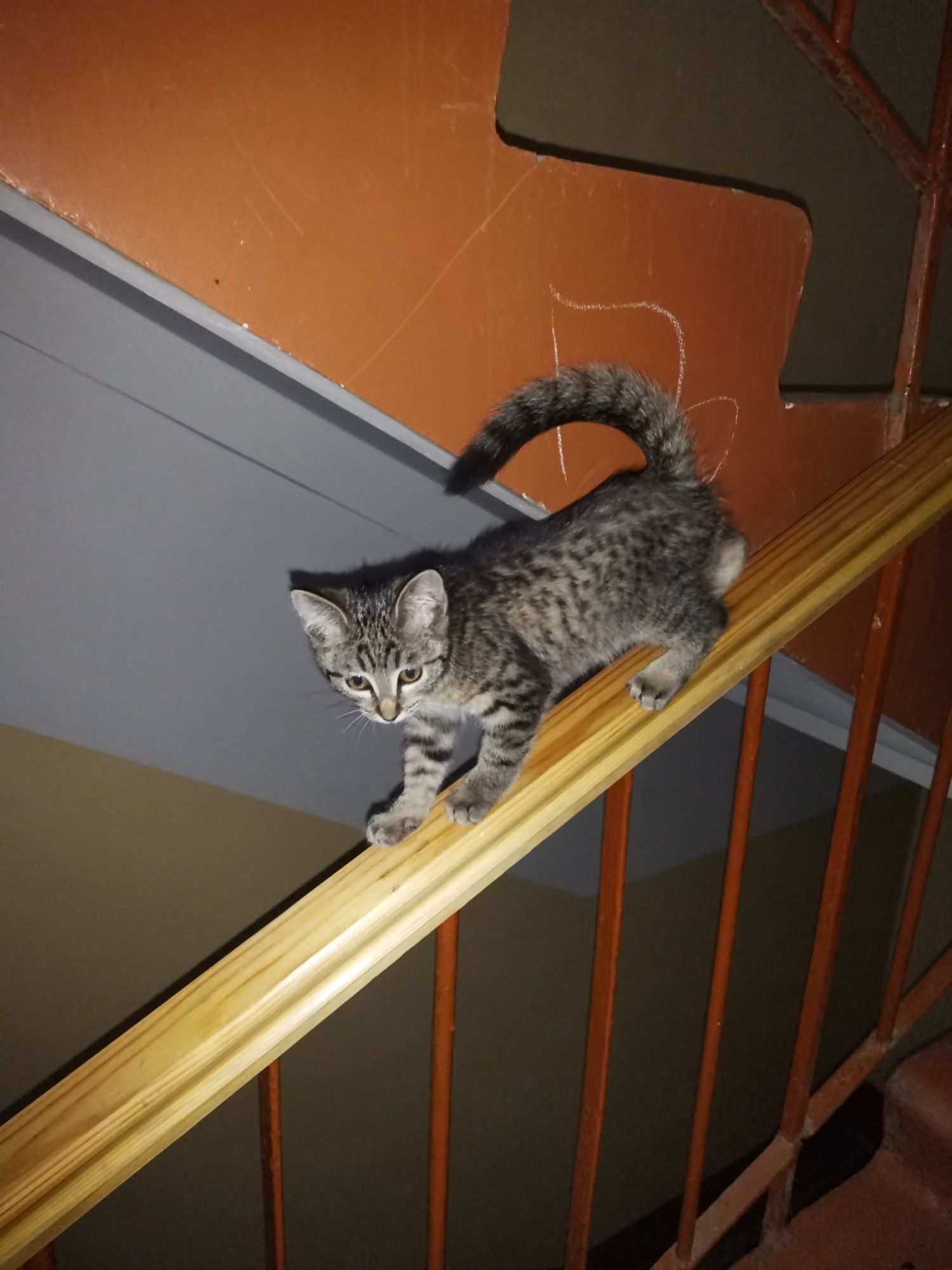 Котёноку срочно нужен дом!!!