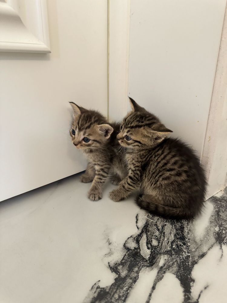 породистые котята
