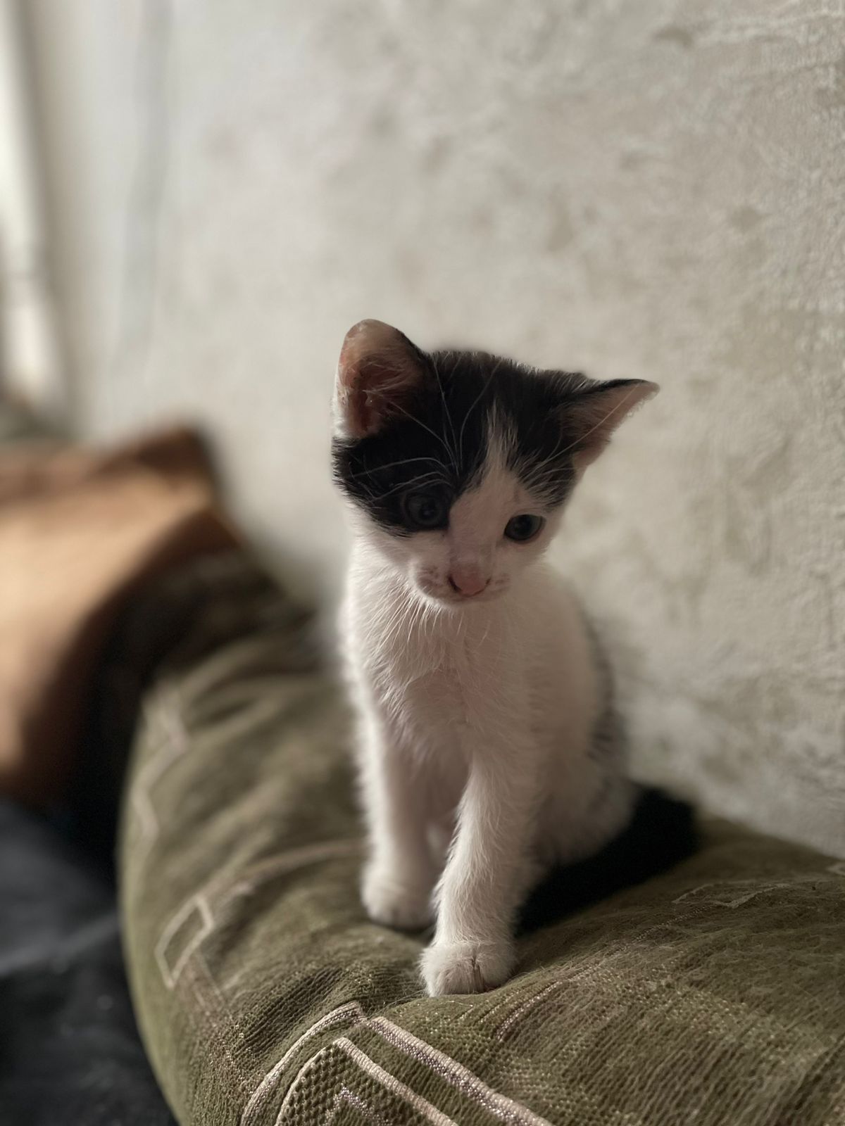 Кошечка крысыловка