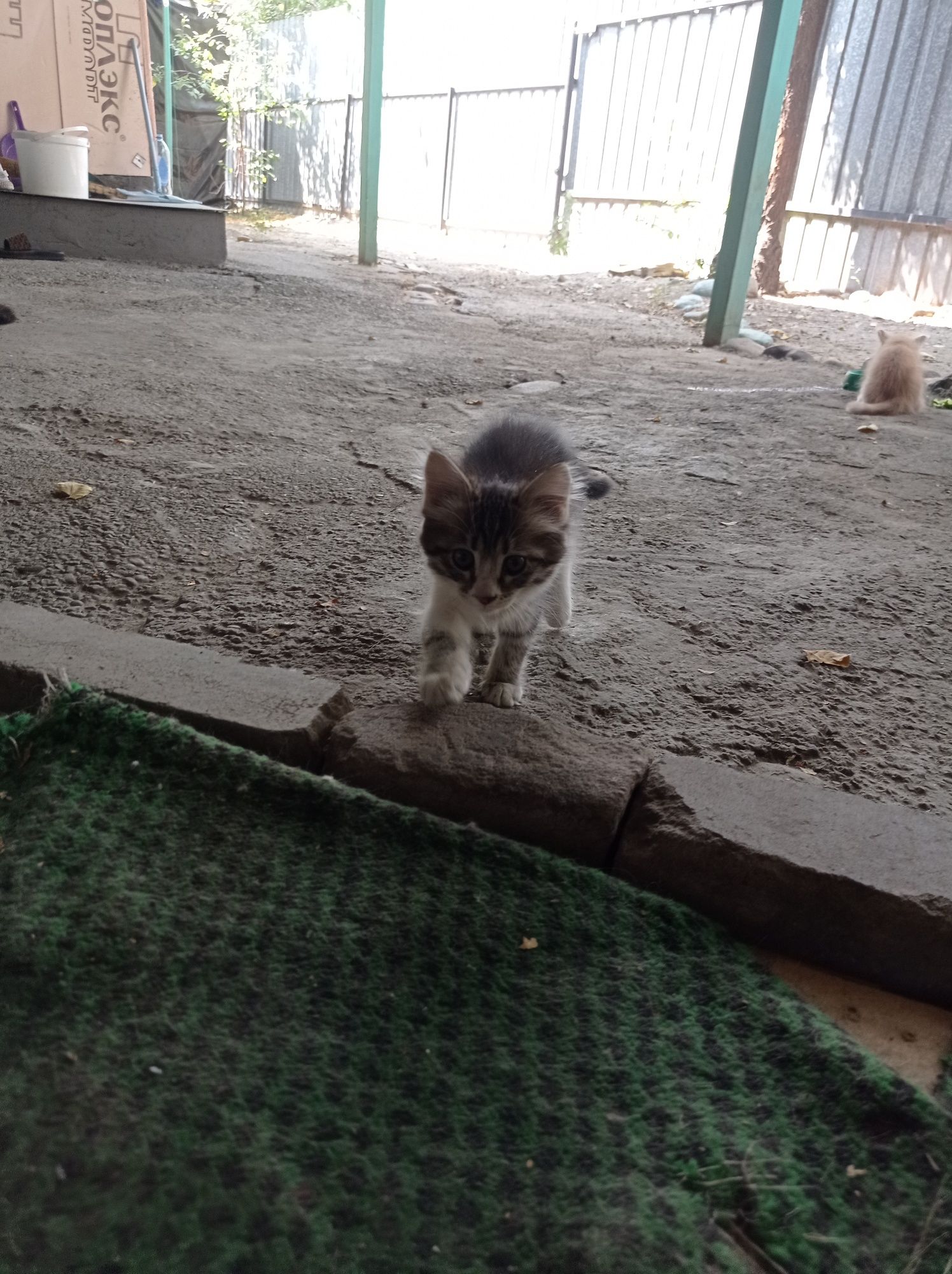 Котята отдам бесплатно
