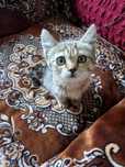 Ласковая кошечка ищет дом