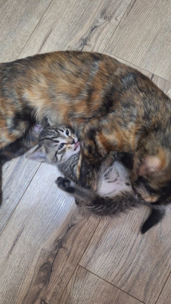 Котята отдам даром