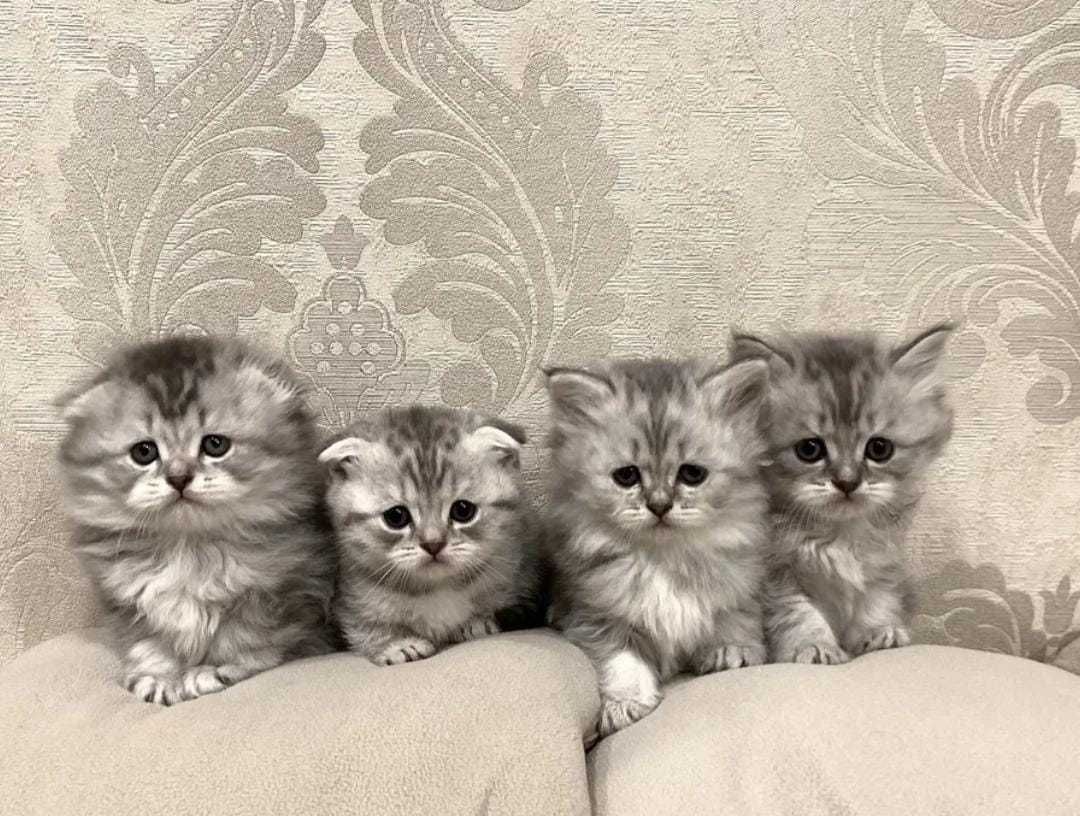Молодой, красивый кот для вязки. Шотландский вислоухий Скоттиш фолд